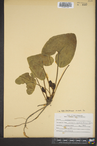 Hexastylis arifolia var. ruthii image