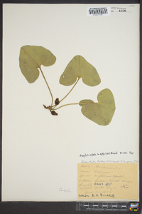 Hexastylis arifolia var. ruthii image