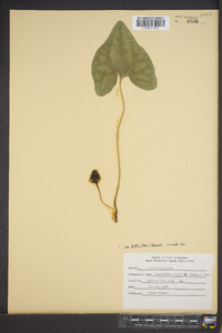 Hexastylis arifolia var. ruthii image