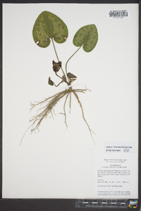 Hexastylis heterophylla image