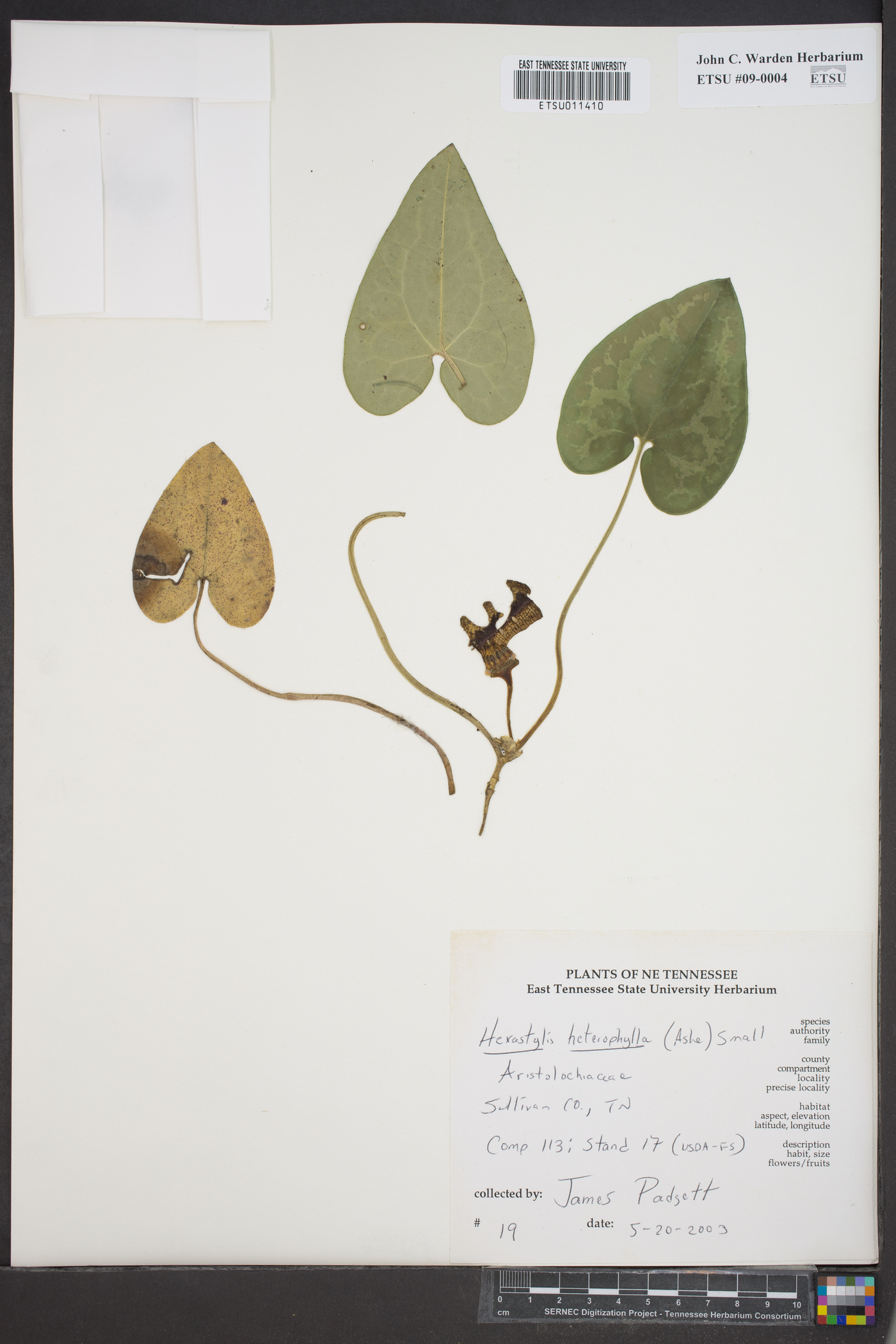 Hexastylis heterophylla image