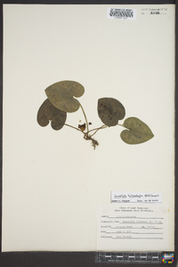 Hexastylis heterophylla image