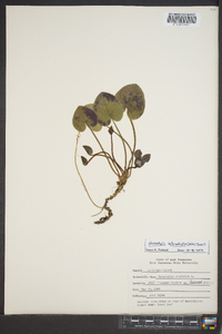 Hexastylis heterophylla image