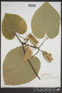 Aristolochia macrophylla image