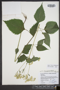 Ageratina altissima var. roanensis image