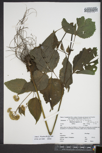 Ageratina altissima var. roanensis image