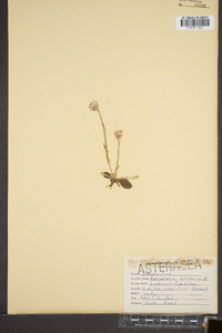 Antennaria solitaria image