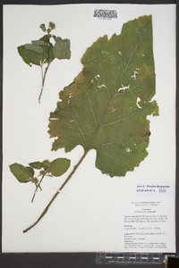 Arctium minus image