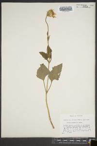 Arnica cordifolia image