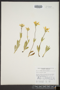 Arnica rydbergii image