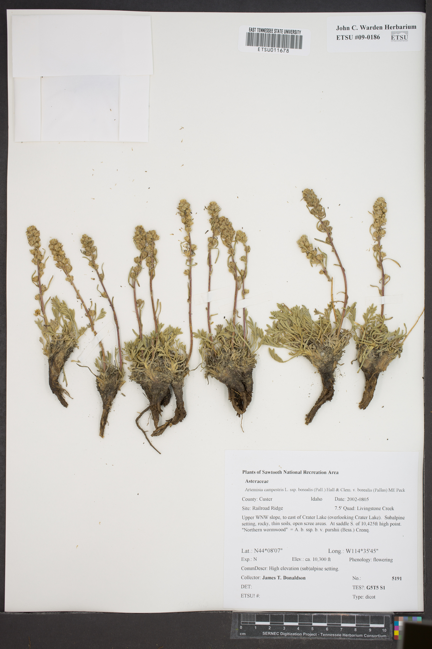 Artemisia campestris subsp. borealis image