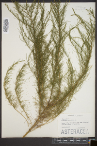 Artemisia arborescens image