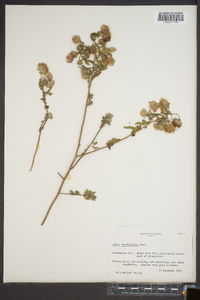 Aster carolinianus image