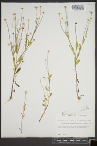 Astranthium integrifolium image