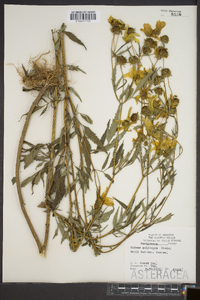 Bidens polylepis image