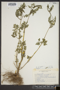 Bidens bipinnata image