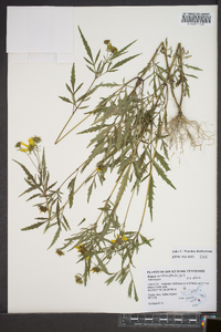 Bidens aristosa image