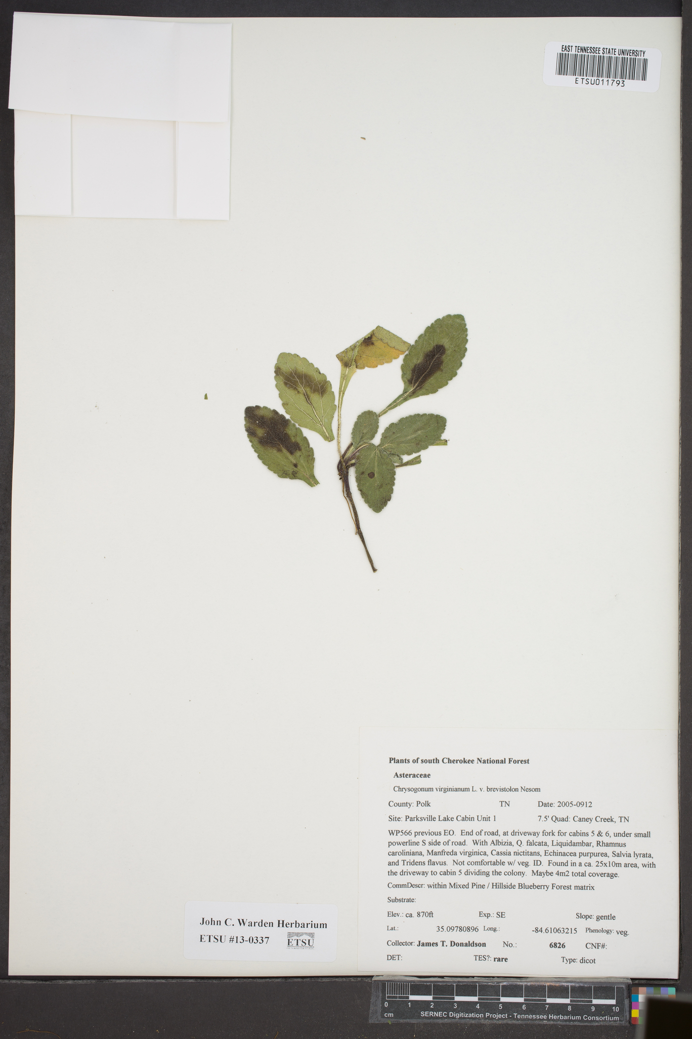 Chrysogonum virginianum var. brevistolon image