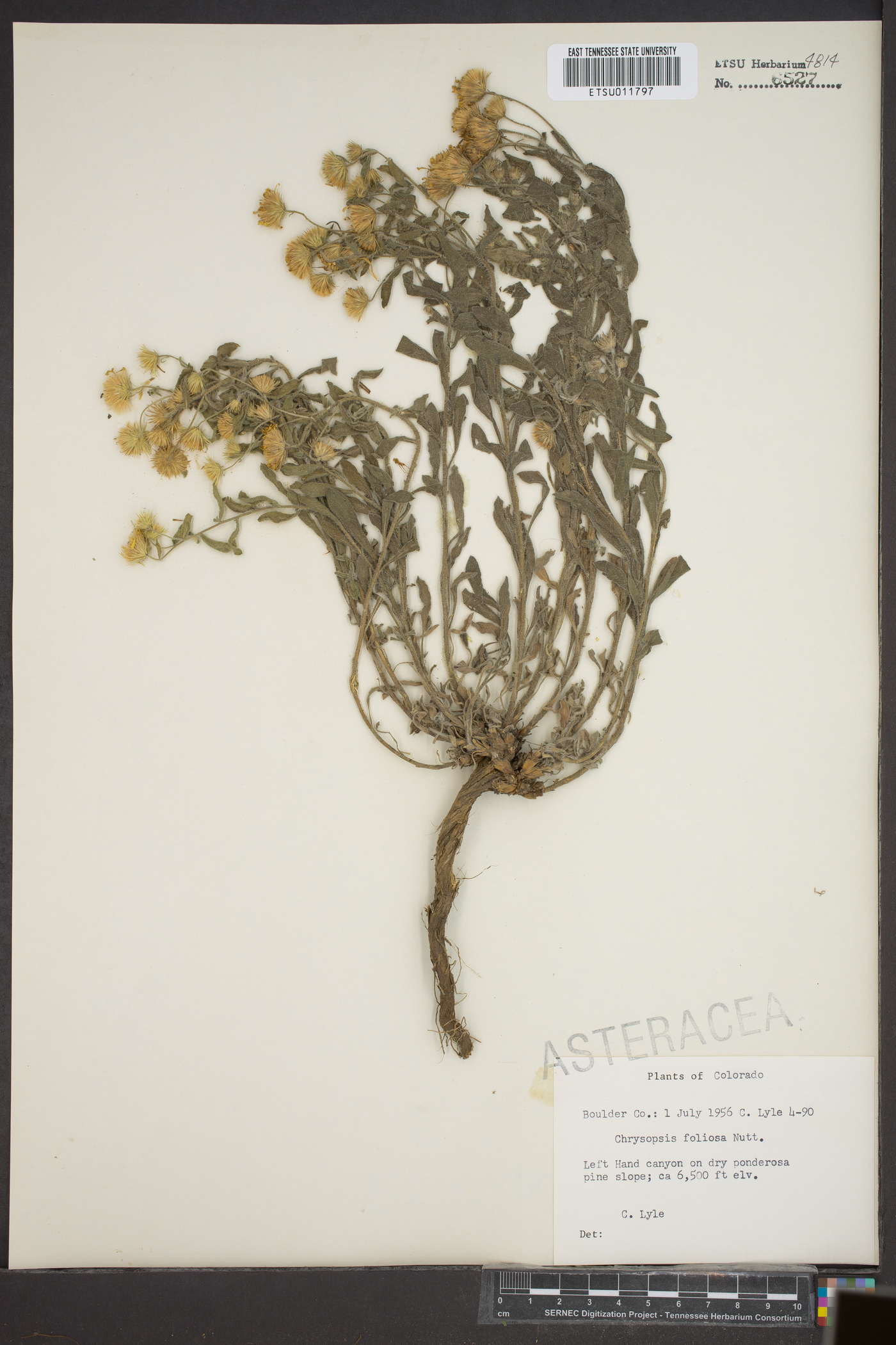 Heterotheca villosa var. foliosa image
