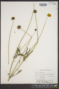 Coreopsis grandiflora image