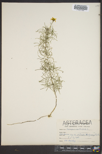 Coreopsis verticillata image