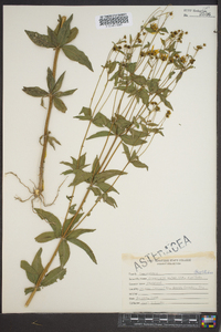 Coreopsis major image