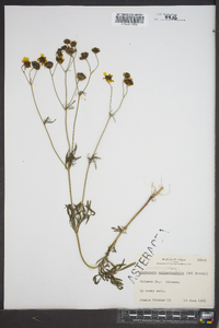 Coreopsis tinctoria image