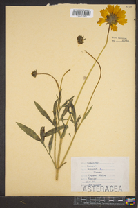 Coreopsis lanceolata image