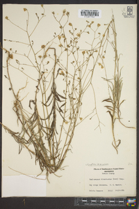 Croptilon divaricatum image