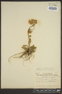 Erigeron pulchellus image