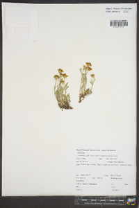 Eriophyllum lanatum image