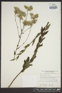 Eupatorium pilosum image