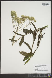 Eupatorium album image