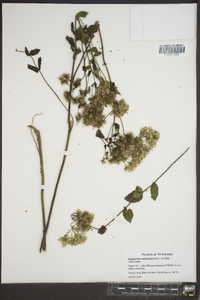 Eupatorium pubescens image