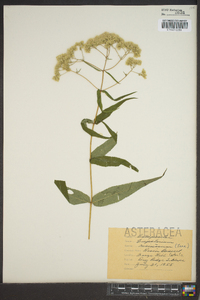 Eupatorium resinosum image