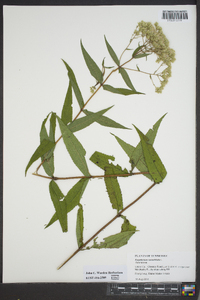 Eupatorium sessilifolium image