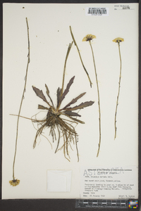 Helenium vernale image