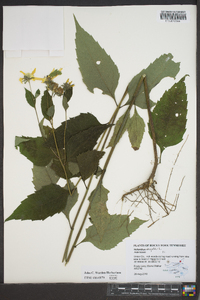 Helianthus decapetalus image