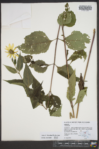 Helianthus decapetalus image