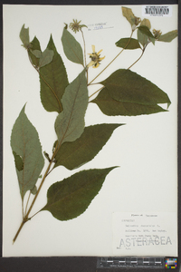 Helianthus decapetalus image