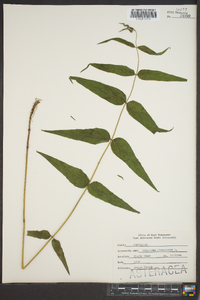 Helianthus divaricatus image