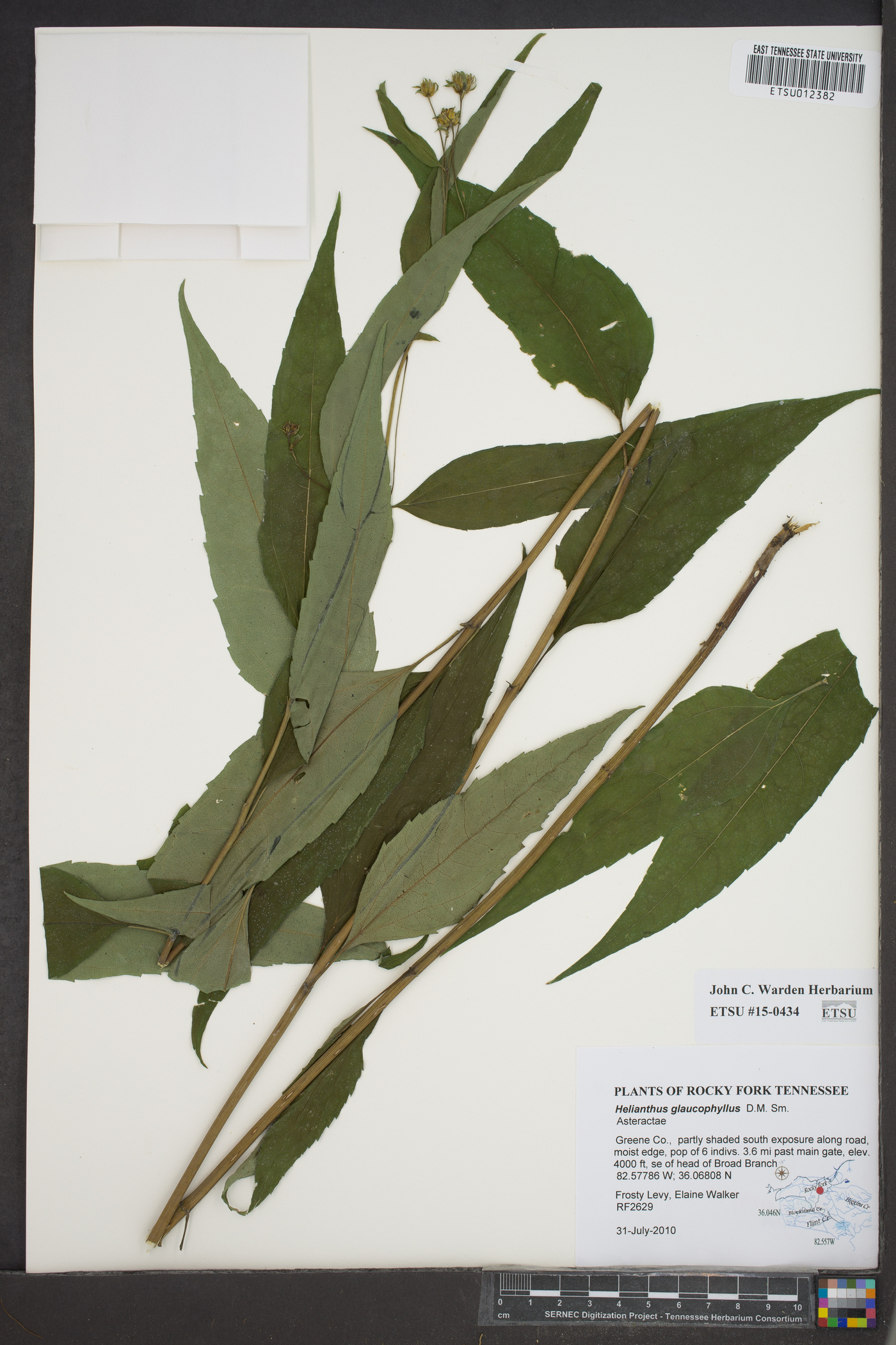 Helianthus glaucophyllus image