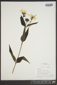 Helianthus hirsutus image