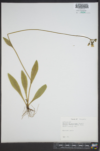 Hieracium caespitosum image