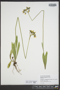 Hieracium caespitosum image