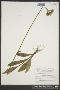 Hieracium caespitosum image