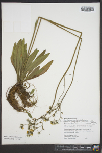 Hieracium caespitosum image