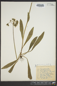 Hieracium caespitosum image