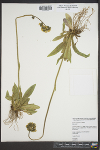 Hieracium caespitosum image