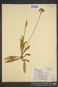 Hieracium caespitosum image